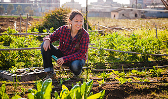 Frau bei der Gartenarbeit betrachtet ihre Salatpflanzen 